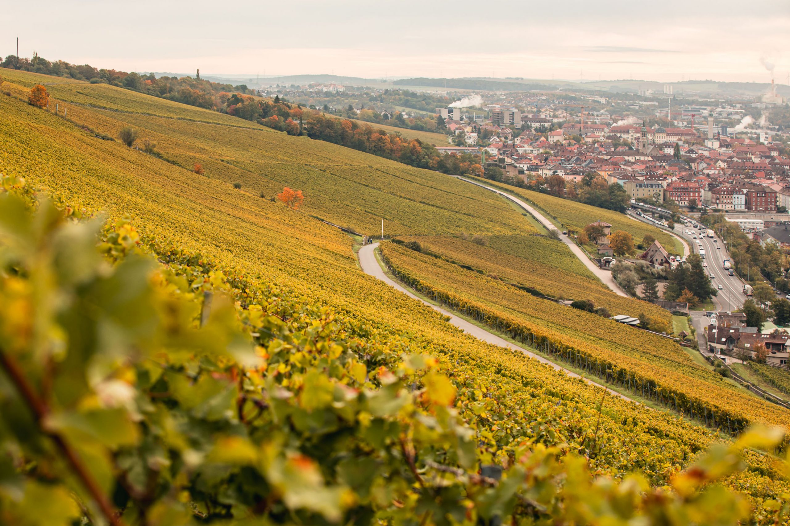Herbstliche Weinberge mit Blick auf Würzburg und die Stadtlandschaft